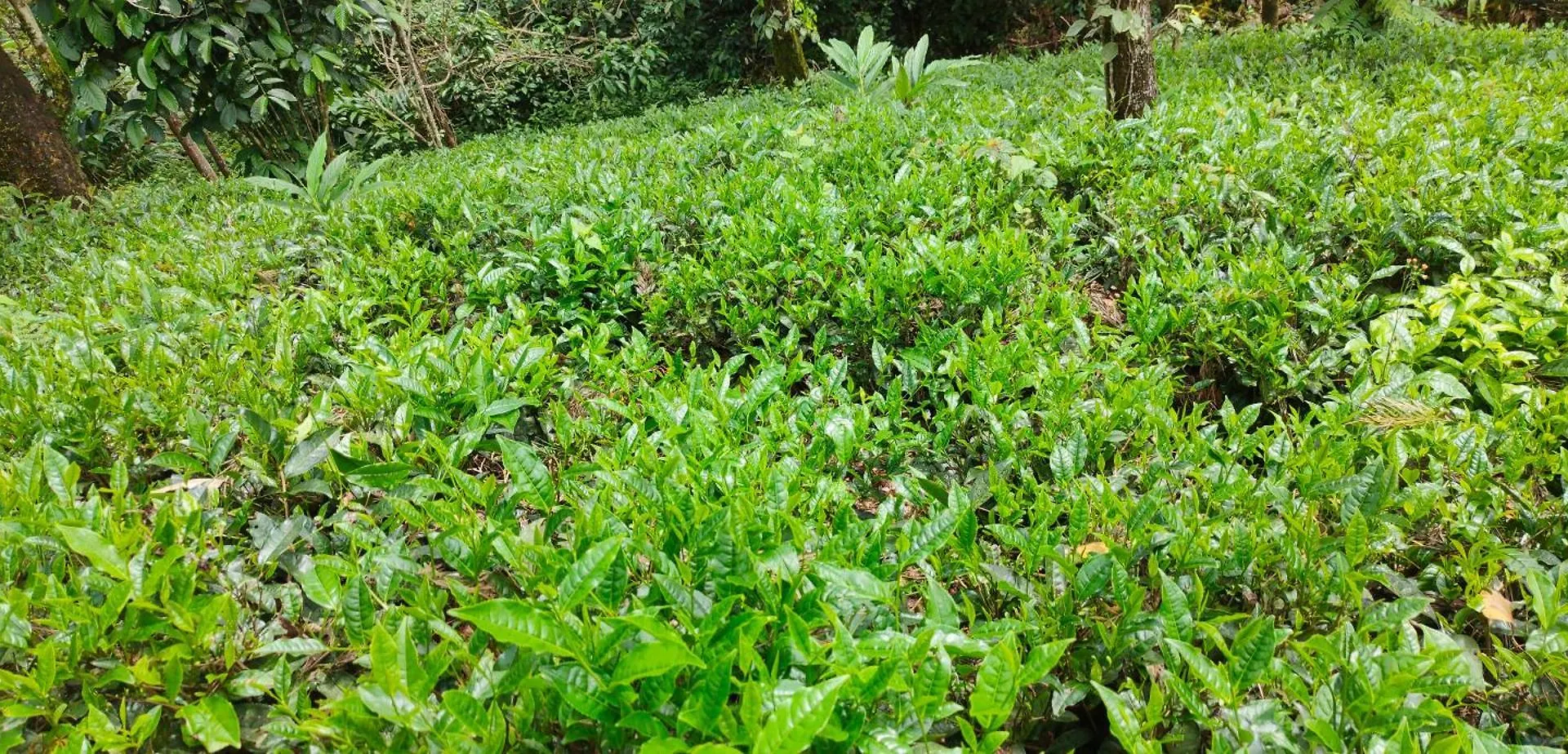 Robin'S Paradise Vagamon Villa